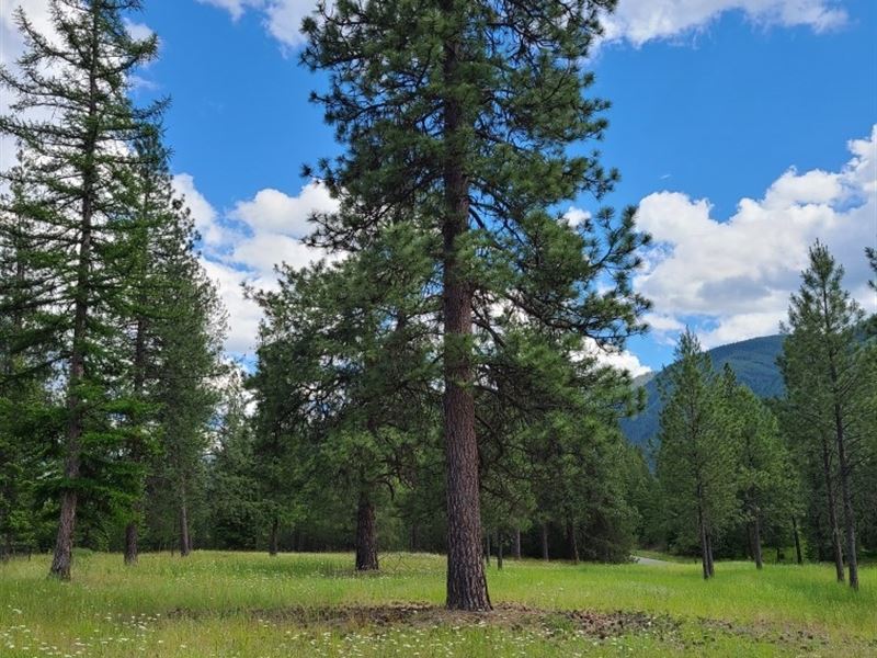 Desirable Cherry Creek Homesite : Thompson Falls : Sanders County : Montana