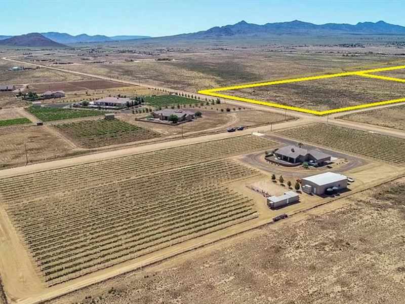 Active Vineyards Across The Street : Kingman : Mohave County : Arizona