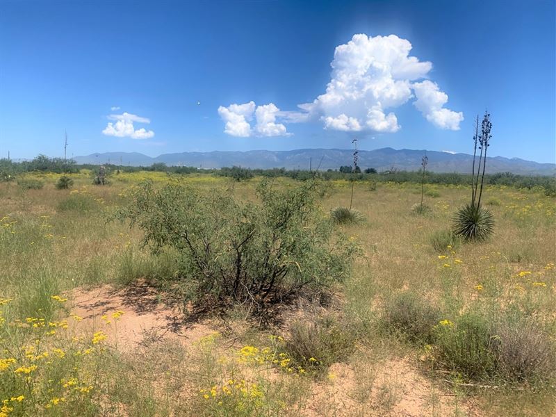 Beautiful Country Setting, $275/Mo : Willcox Area : Cochise County : Arizona