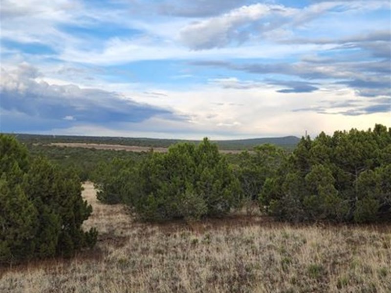 Beautiful, RV Okay, Power Nearby : Vernon : Apache County : Arizona