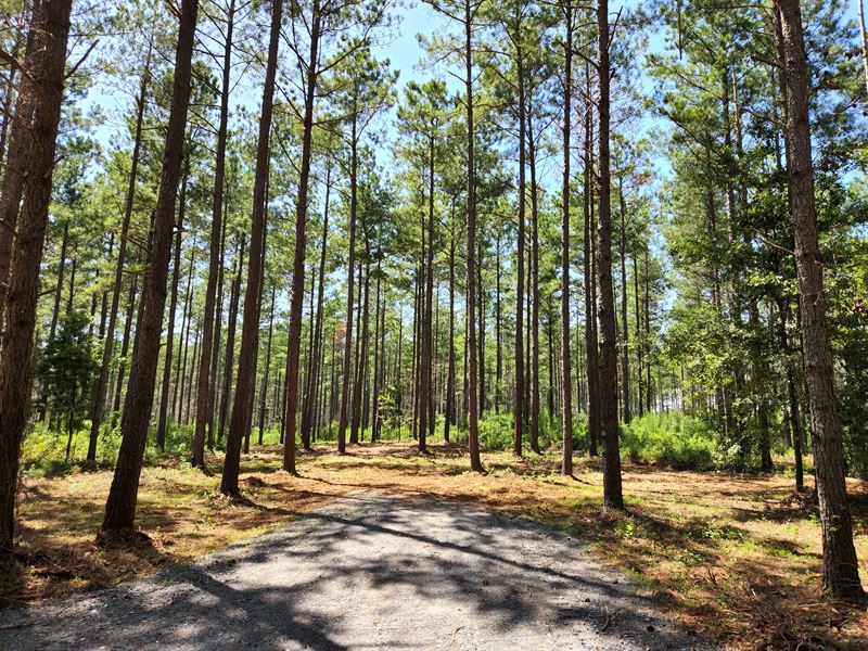 Plantation Pine Home Site : Barnesville : Lamar County : Georgia