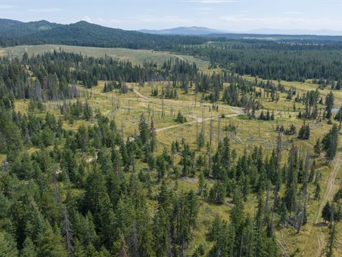 Lacey Meadows : Weippe : Clearwater County : Idaho