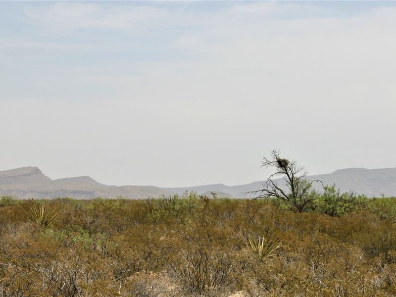 20 Acre Ranch to Call Your Own : Fort Hancock : Hudspeth County : Texas
