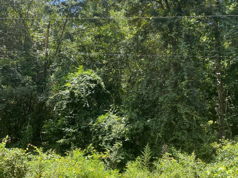 5.73 Acres, Wooded : Keysville : Burke County : Georgia