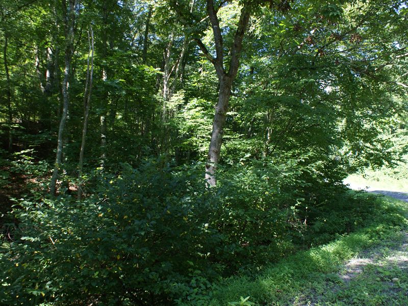 Secluded 5 Acre Tract : Austinville : Carroll County : Virginia