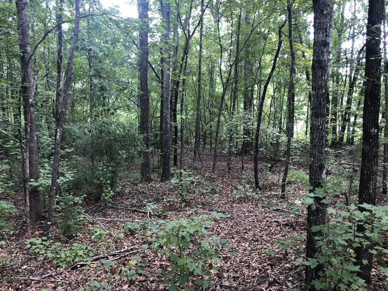 Macdougall Tract : Waverly : Lee County : Alabama