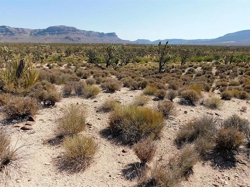 Double Your Pleasure Double The Fun : Meadview : Mohave County : Arizona