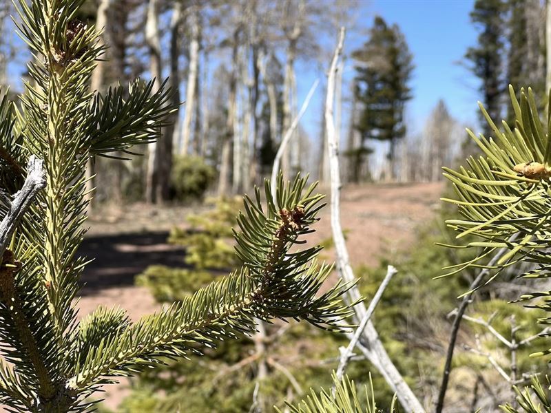 Lot in Cul-De-Sac, Forbes Park : Fort Garland : Costilla County : Colorado