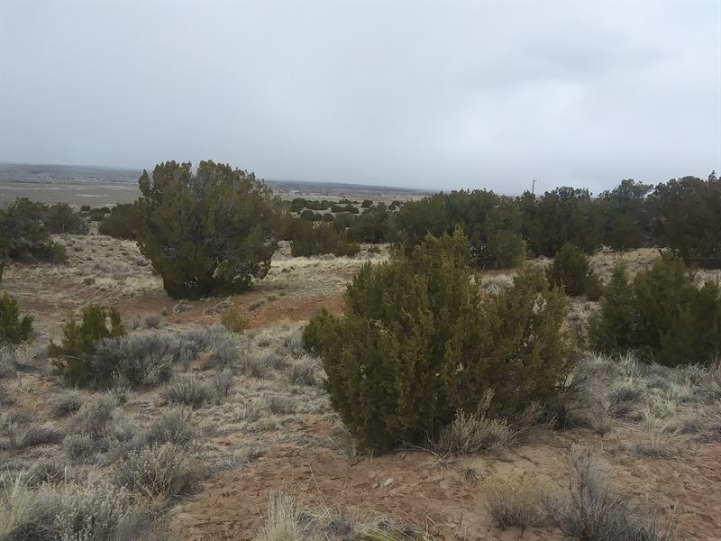 Private and Peaceful Location : Sanders : Apache County : Arizona
