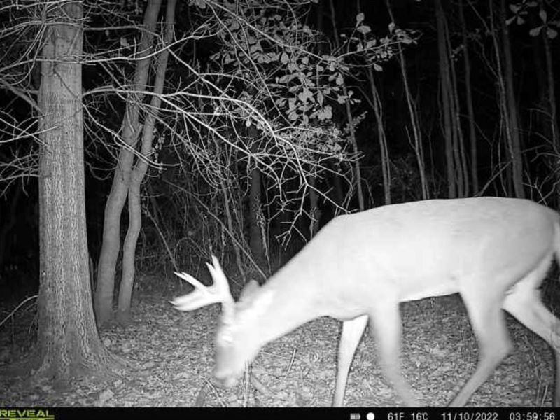 Brooks County 5 Acres : Quitman : Brooks County : Georgia