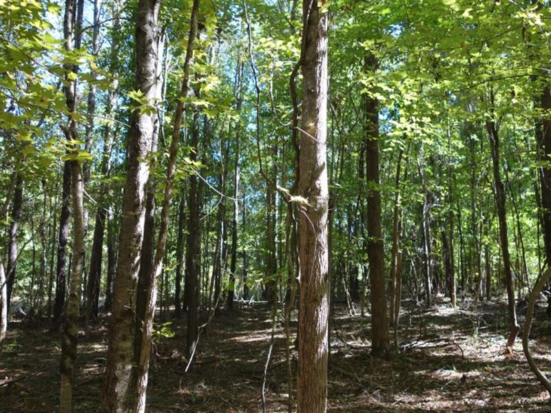 Charming Country Homesite : Blythewood : Fairfield County : South Carolina