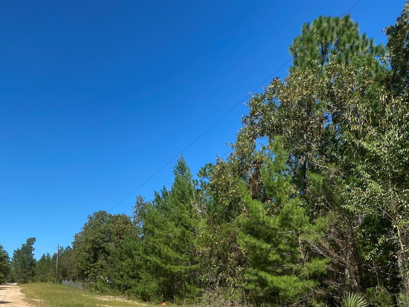 Beautiful Lot with Power, Near Lake : Georgetown : Putnam County : Florida