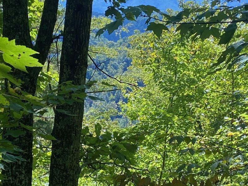13.25 Ac Cocke County TN : Del Rio : Cocke County : Tennessee