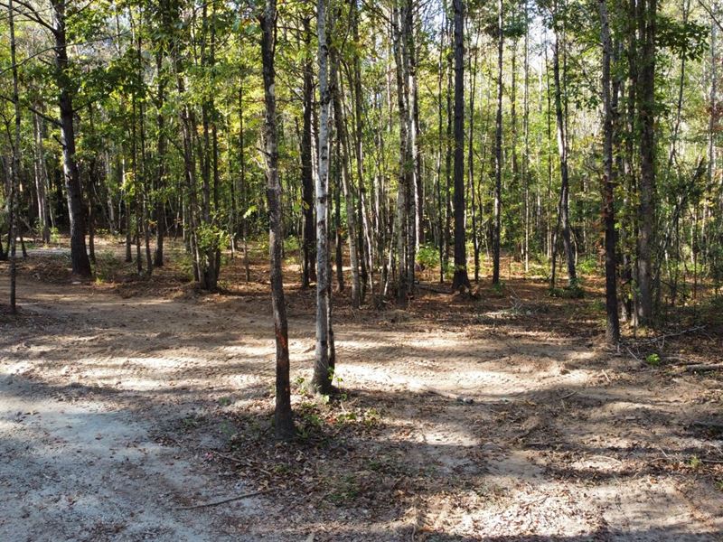 10 Acres in Lee County, AL : Salem : Lee County : Alabama
