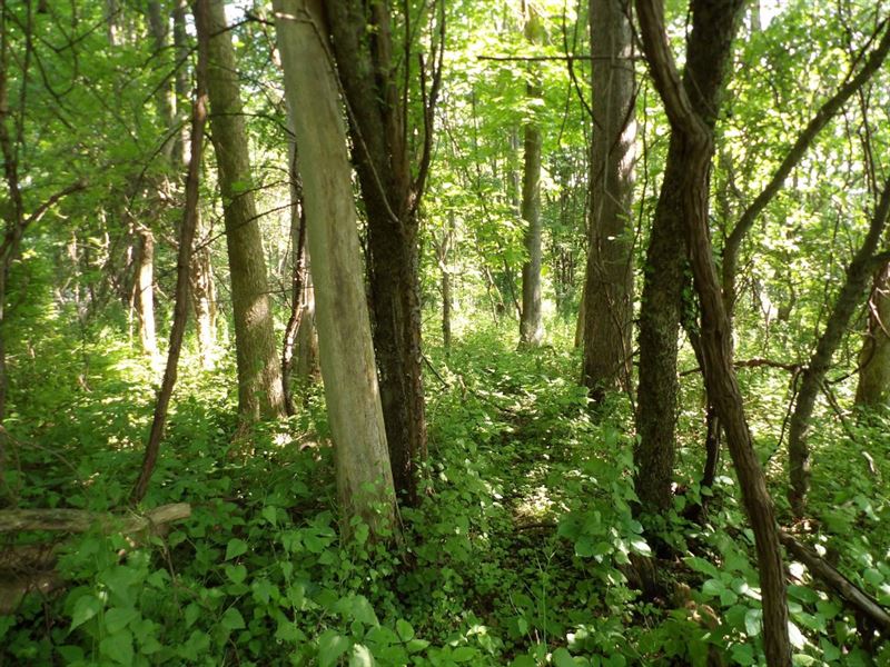 Connelly Park : Ashville : Chautauqua County : New York