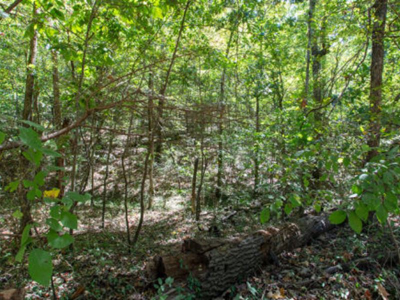 Beautiful 2/3 Ac Lot, Highland, AR : Highland : Sharp County : Arkansas