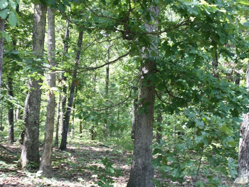 Ozark County Farm and Home : Dora : Ozark County : Missouri
