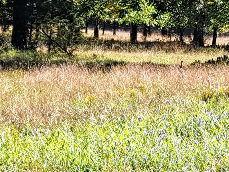 Surveyed Land with Home : Dora : Ozark County : Missouri