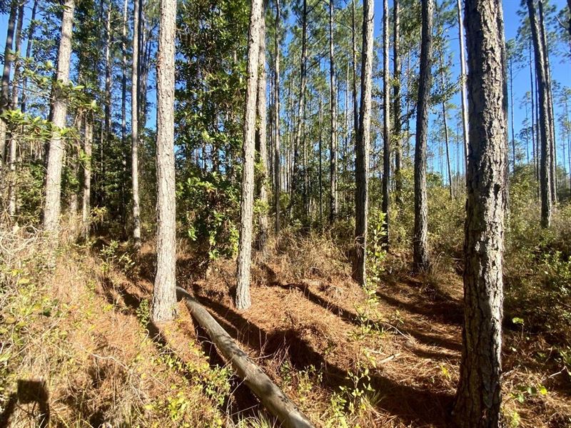 Aucilla Plantation Lot 35 : Greenville : Madison County : Florida