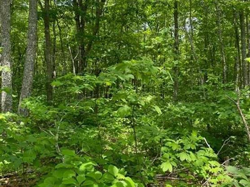 4 Acres Beautiful Wooded Prope : Altamont : Grundy County : Tennessee