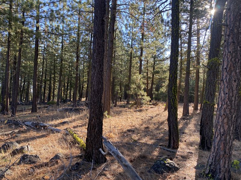 Wooded Lot, $100/Month : Alturas : Modoc County : California