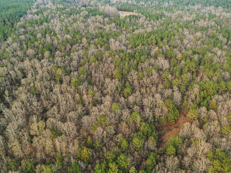 8.18 Acres Madison County : Camden : Madison County : Mississippi