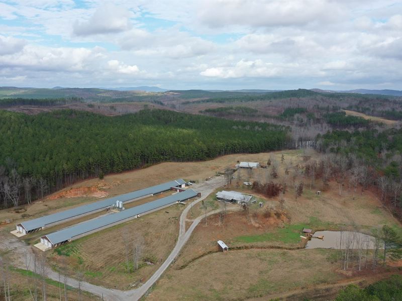 New Price, Gunter Breeder Farm : Talladega : Clay County : Alabama