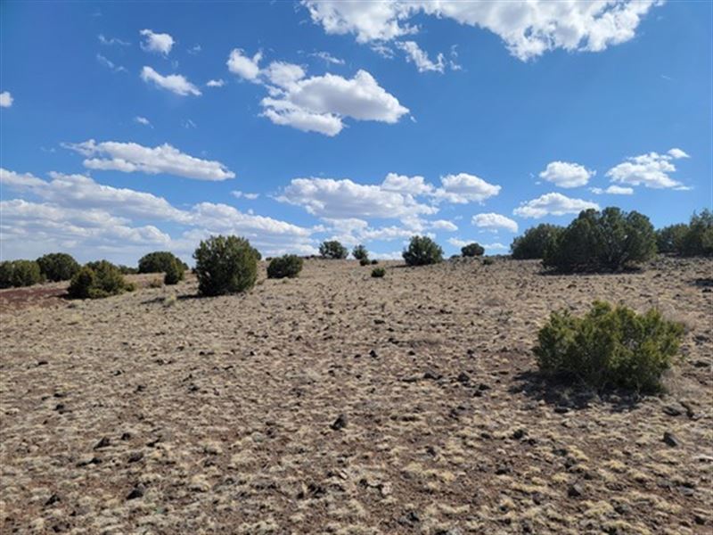 2 Semi Forested Acres, $249 Month : Concho : Apache County : Arizona