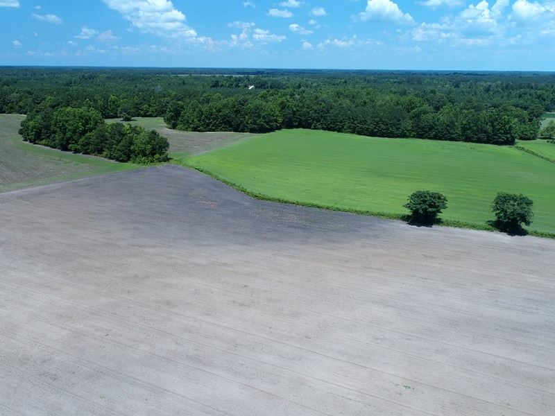 Farm with Potential Homesite : Whiteville : Columbus County : North Carolina
