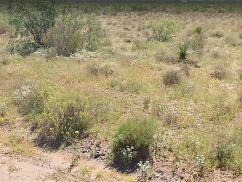 Act Now, 1 Acre Desert Retreat : Deming : Luna County : New Mexico