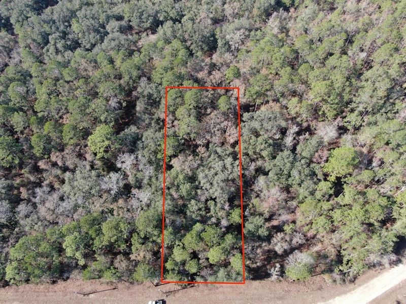 Beautiful Recreational Lot Near : Lee : Madison County : Florida