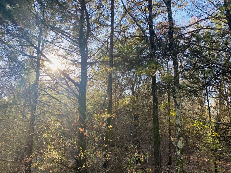 15 Ac Wooded Tract Lamar County, TX : Paris : Lamar County : Texas