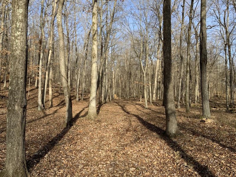 Beautiful Gated Woodland Lot Near : Waverly : Humphreys County : Tennessee