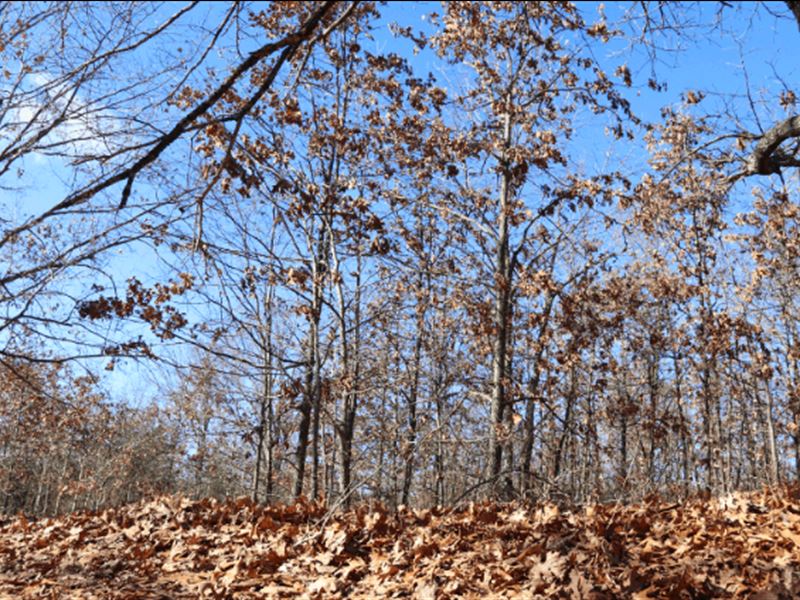 Beautiful Land Near Table Rock Lake : Blue Eye : Stone County : Missouri
