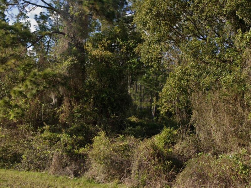 1.14 Acres in Alachua County, FL : Hawthorne : Alachua County : Florida