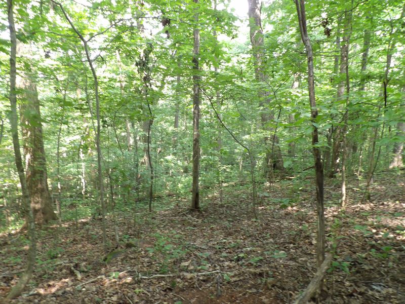 Hardwood Trees, Rock Formations : Pikeville : Bledsoe County : Tennessee