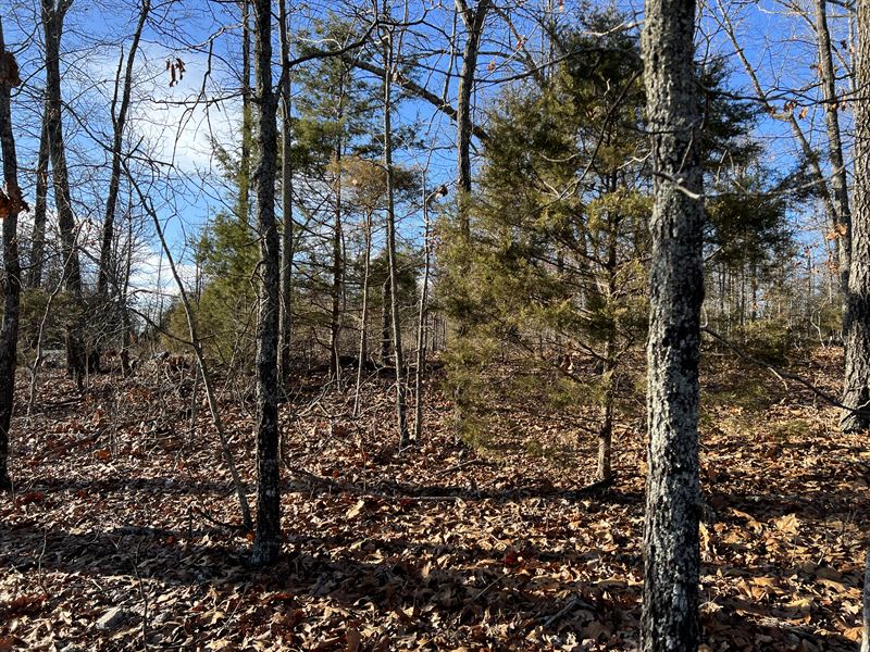 Treed 0.3 Acre, Only $75/Mo : Horseshoe Bend : Izard County : Arkansas