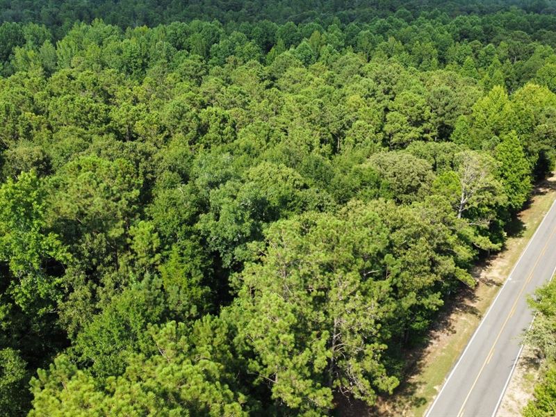 14 Acres Lee County, AL : Salem : Lee County : Alabama