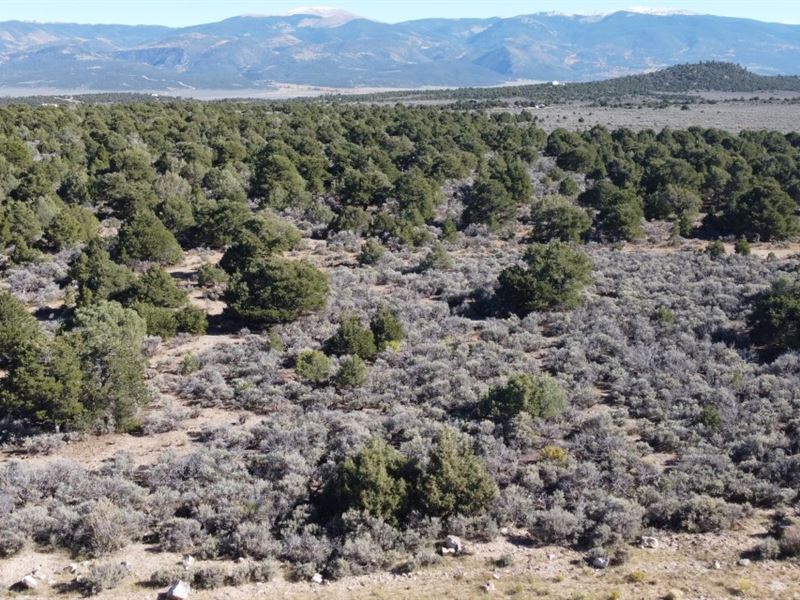 Views, Pines, and Wildlife Oasis : San Luis : Costilla County : Colorado