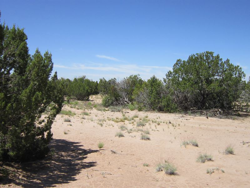 A Bite of The Old West : Saint Johns : Apache County : Arizona