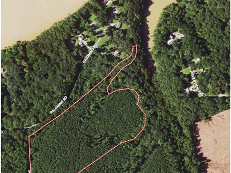 Pine Plantation in Southern VA : Buffalo Junction : Mecklenburg County : Virginia