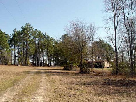 13.84 Acres : Helena : Telfair County : Georgia