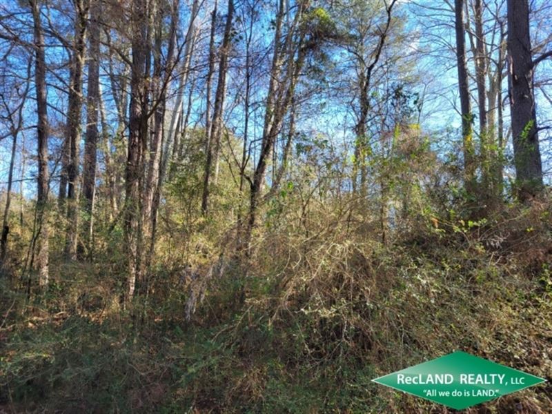 12.7 Ac, Timberland for Home Site : Downsville : Union Parish : Louisiana