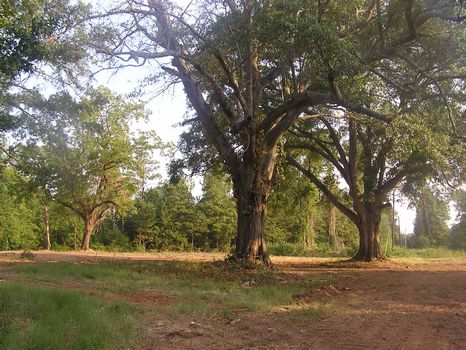 4 Acre Country Estate Site : Watkinsville : Oconee County : Georgia