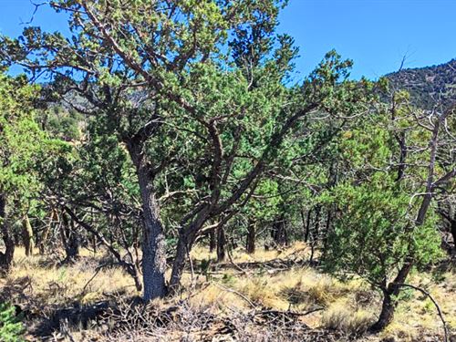 Camping, Rv, Horseback Riding : Timberon : Otero County : New Mexico