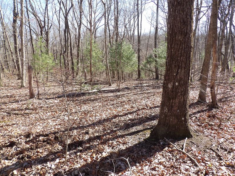 Level, Creek, Rock Formations : Spring City : Bledsoe County : Tennessee