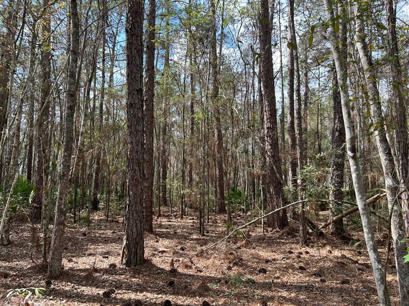 Next To Wma & Near River : Everett : Glynn County : Georgia