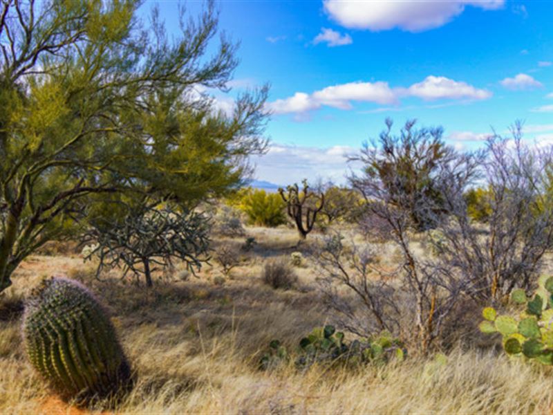 Tucson's Sonoran Desert Adventure : Tucson : Pima County : Arizona