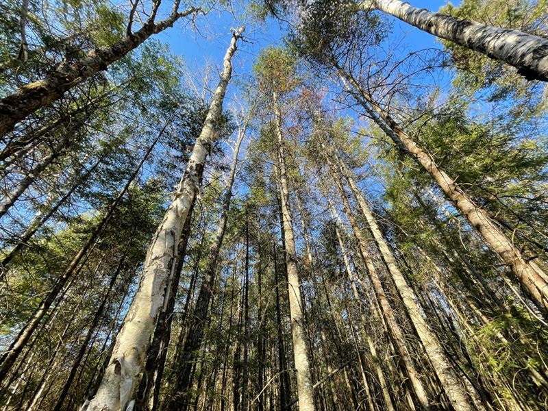 Presque Isle Lot : Presque Isle : Vilas County : Wisconsin