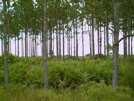 5 Acres in Eastern Charlotte Cty : Punta Gorda : Charlotte County : Florida